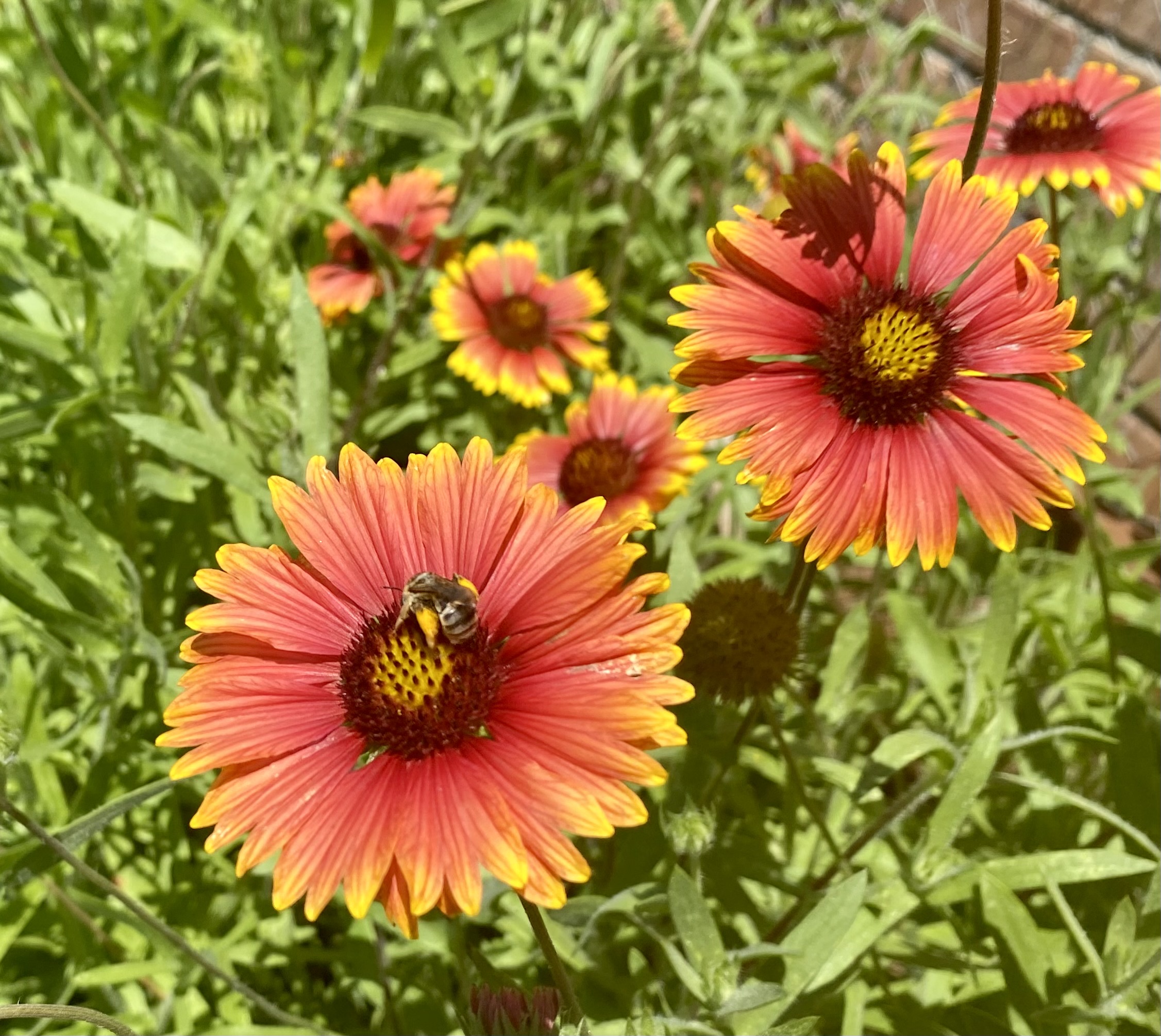 Red flowers.